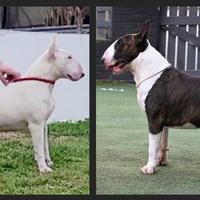 Cuccioli di bullterrier inglese