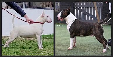 Cuccioli di bullterrier inglese