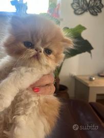 Gatto persiano