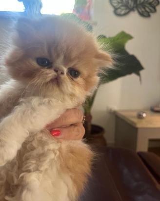 Gatto persiano