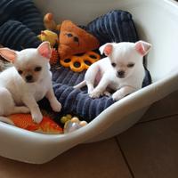 Chihuahua maschi