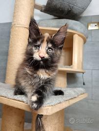 Cuccioli Maine Coon