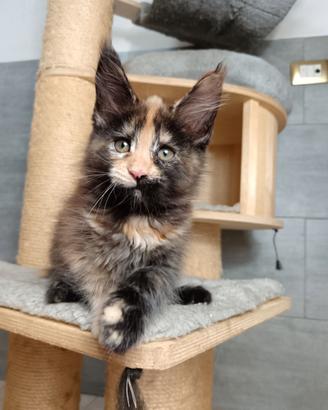 Cuccioli Maine Coon