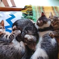 Quattro splendidi gattini