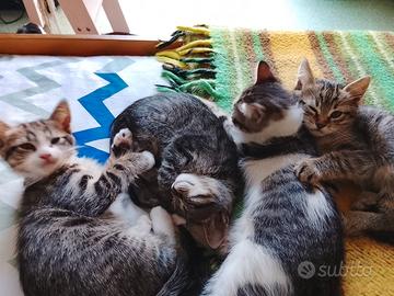 Quattro splendidi gattini