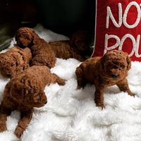 Barboncini mini e Toy red di tre mesi