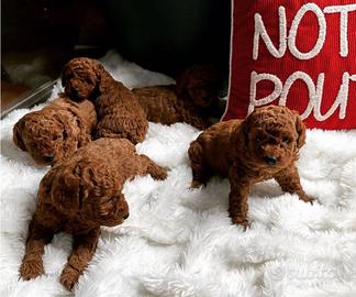 Barboncini mini e Toy red di tre mesi
