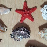 lotto di conchiglie da collezione