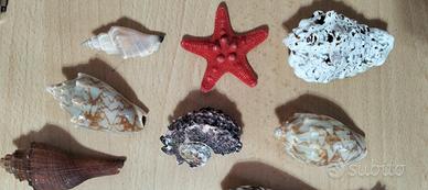 lotto di conchiglie da collezione