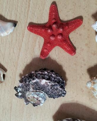 lotto di conchiglie da collezione