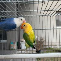 Disponibili inseparabili fischer