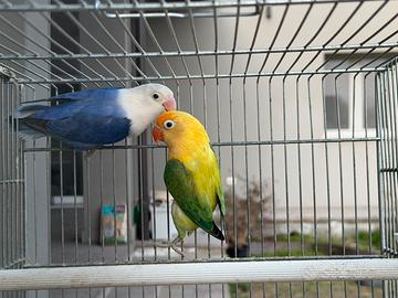 Disponibili inseparabili fischer