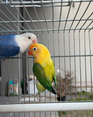 Disponibili inseparabili fischer