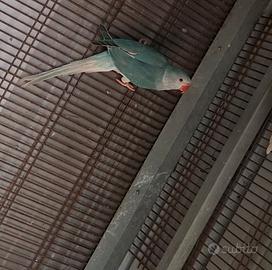 Parrocchetto dal collare cleartail