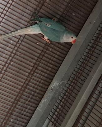 Parrocchetto dal collare cleartail