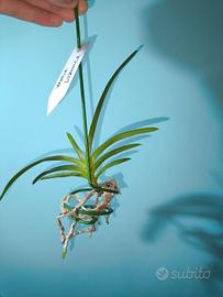 lotto orchidee Giovanni