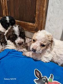 Cucciolo lagotto springer da tartufo
