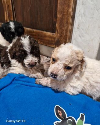 Cucciolo lagotto springer da tartufo