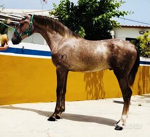 Cavallo Andaluso