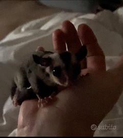 Petauro cucciolo