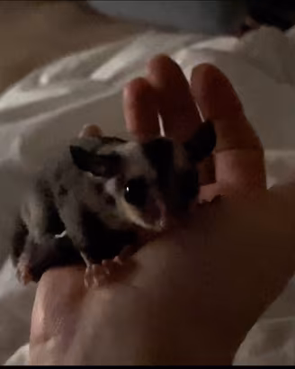 Petauro cucciolo