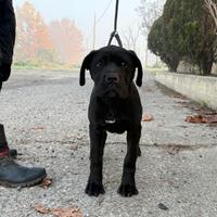 Marissa cucciola cane corso