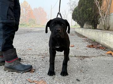 Marissa cucciola cane corso