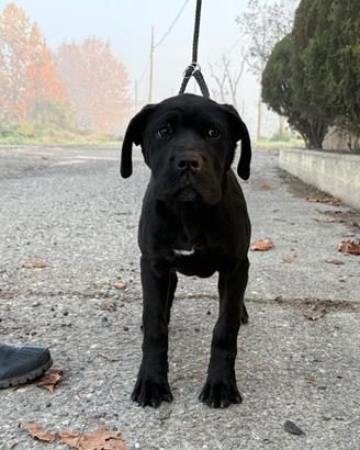 Marissa cucciola cane corso