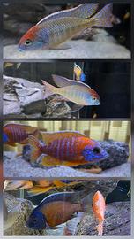 pesci Ciclidi Malawi acquario