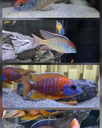 pesci Ciclidi Malawi acquario