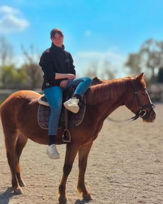 Pony