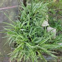 nastrino falangio pianta ragno 