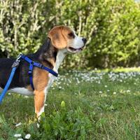 Beagle maschio disponibile per monta