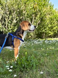 Beagle maschio disponibile per monta