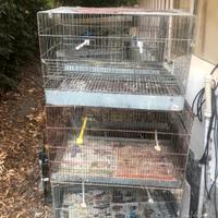 gabbia uccelli 