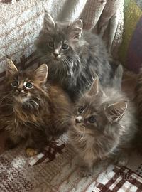 Cuccioli Maine Coon