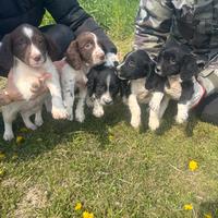 Cucciolata springer spaniel