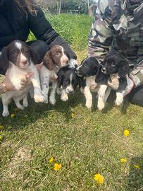 Cucciolata springer spaniel