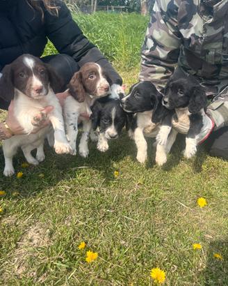 Cucciolata springer spaniel