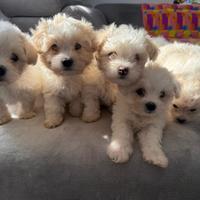 Cuccioli di Maltesi toy