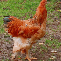 Gallo brahma