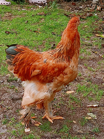 Gallo brahma