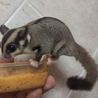 Petauro dello zucchero