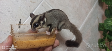 Petauro dello zucchero