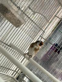 Cardellino maschio nostrano