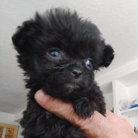 Chichuachua x barboncino mini mini