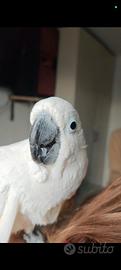 Cacatua Alba 6 anni allevato a mano
