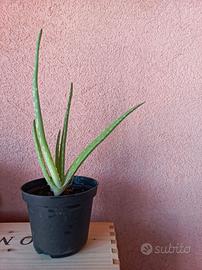Piante Aloe Vera