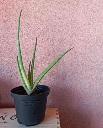 Piante Aloe Vera