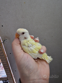 Inseparabili allevati a mano